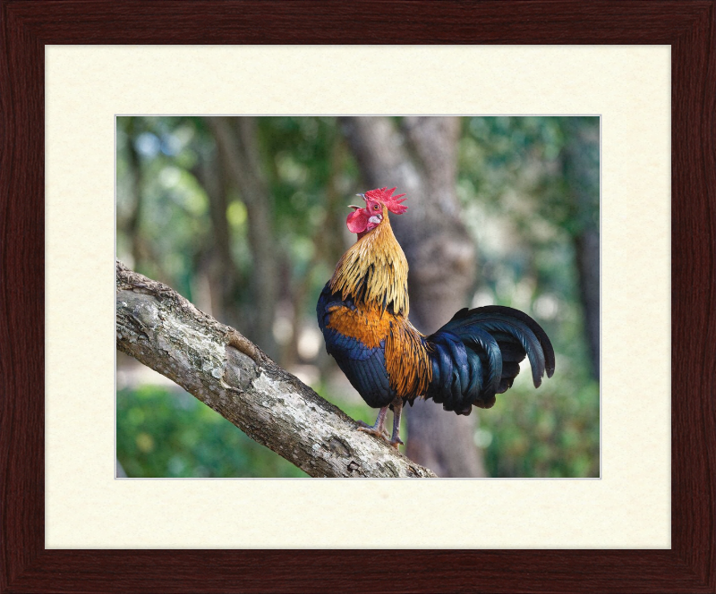 Junglefowl on Tree - Great Pictures Framed