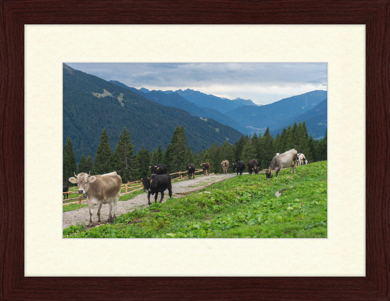 Grazing Cows at the Ritorto Hut (Adamello Brenta Nature Reserve) - Great Pictures Framed