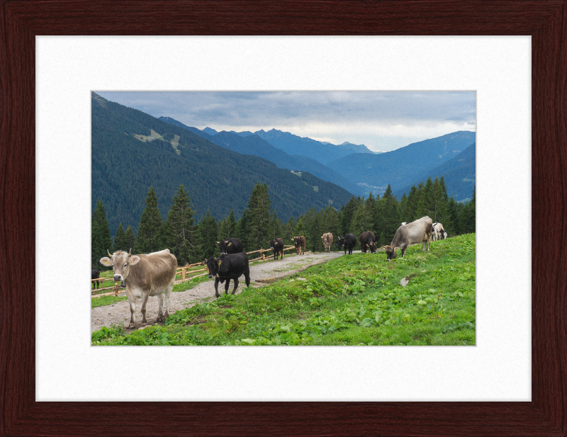 Grazing Cows at the Ritorto Hut (Adamello Brenta Nature Reserve) - Great Pictures Framed