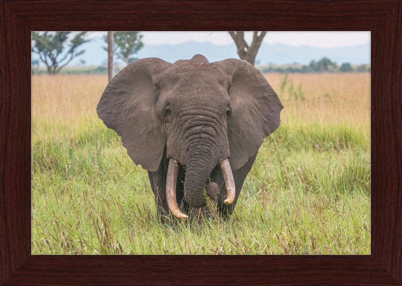 An African Elephant - Great Pictures Framed