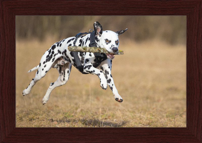 Dalmatian Fetching a Stick - Great Pictures Framed