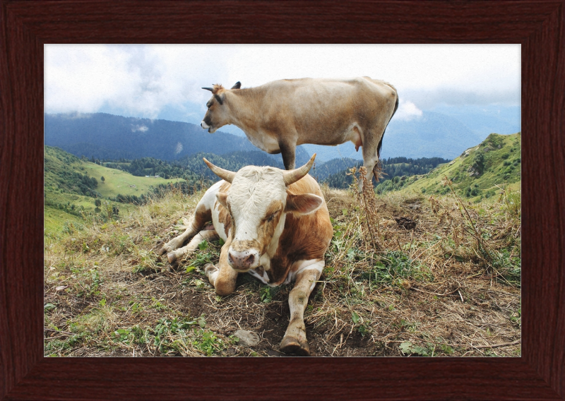 Cows in the Caucasus Mountains - Great Pictures Framed