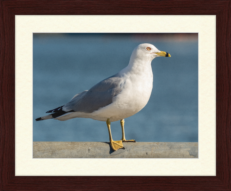 Ring-billed Gull in Red Hook - Great Pictures Framed