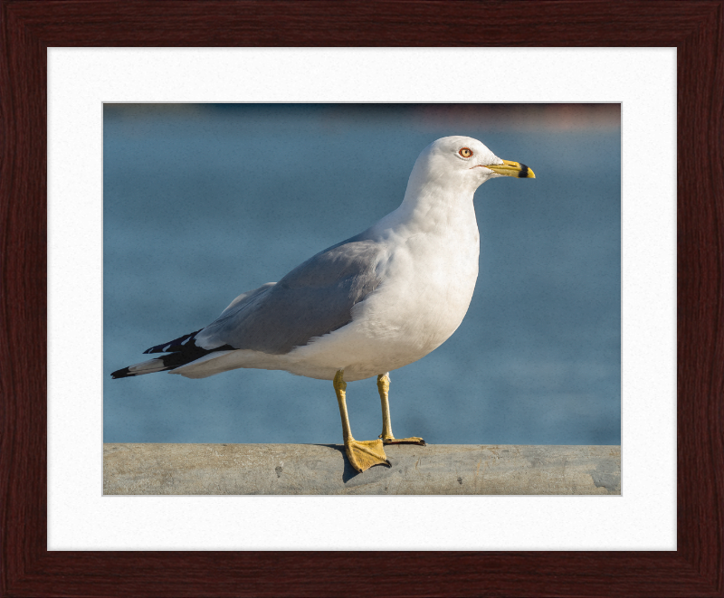 Ring-billed Gull in Red Hook - Great Pictures Framed