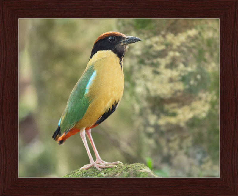Pitta Versicolor - Kembla Heights - Great Pictures Framed