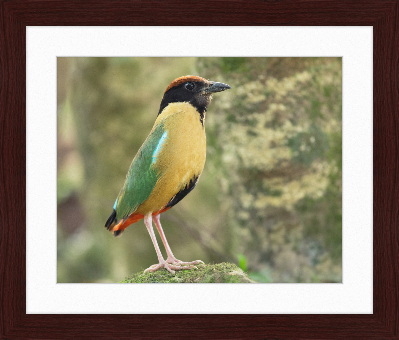 Pitta Versicolor - Kembla Heights - Great Pictures Framed