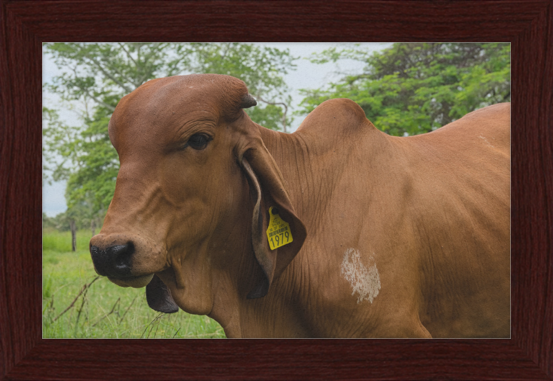 A Regal Cow in Baláncan, Mexico - Great Pictures Framed