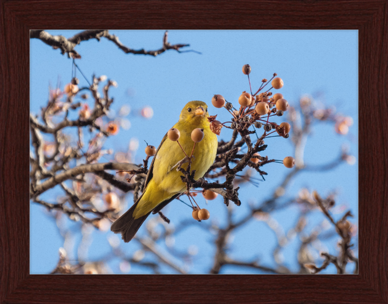 Western Tanager in Chelsea - Great Pictures Framed