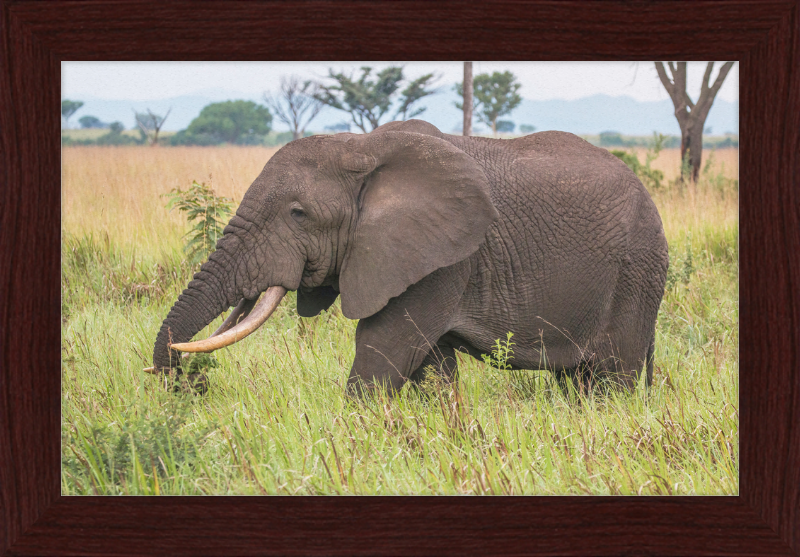 An African Elephant - Great Pictures Framed