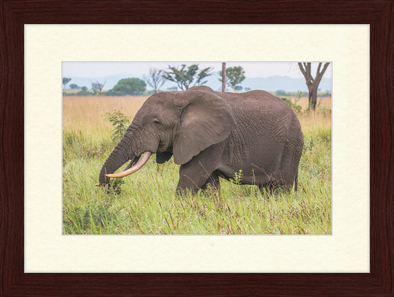 An African Elephant - Great Pictures Framed