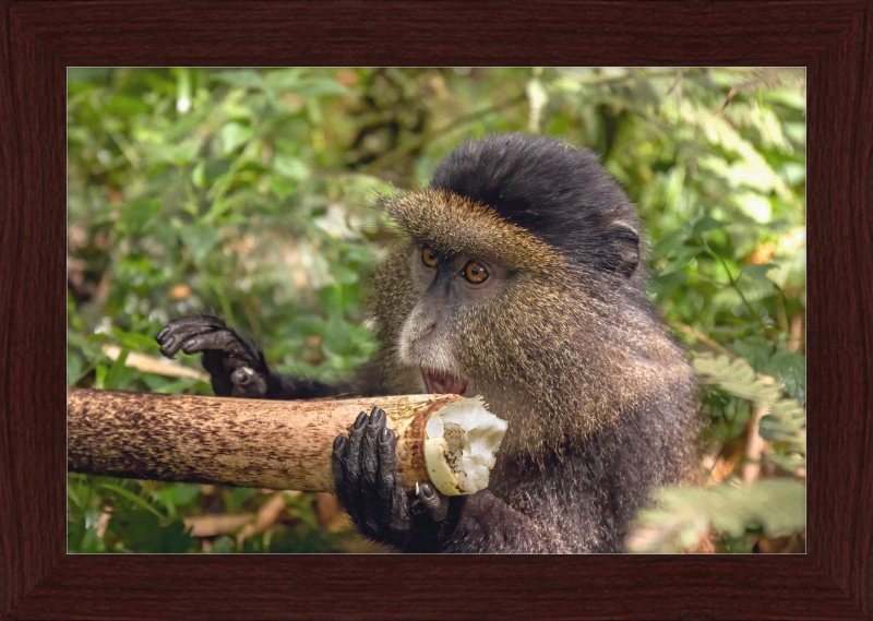 Golden Monkey Eating - Great Pictures Framed