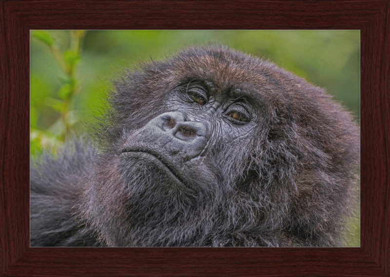 Another Mountain Gorilla in Rwanda - Great Pictures Framed