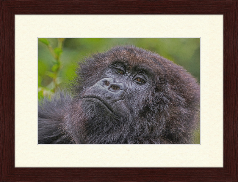 Another Mountain Gorilla in Rwanda - Great Pictures Framed