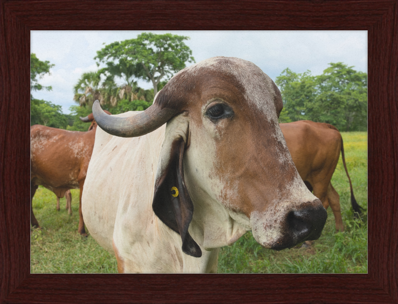 Cow in Balancán, Mexico - Great Pictures Framed