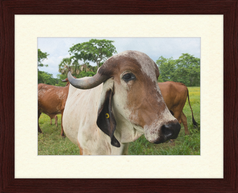 Cow in Balancán, Mexico - Great Pictures Framed