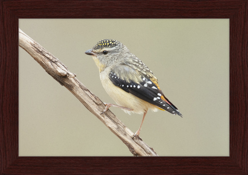 Pardalotus Punctatus - Glen Davis - Great Pictures Framed