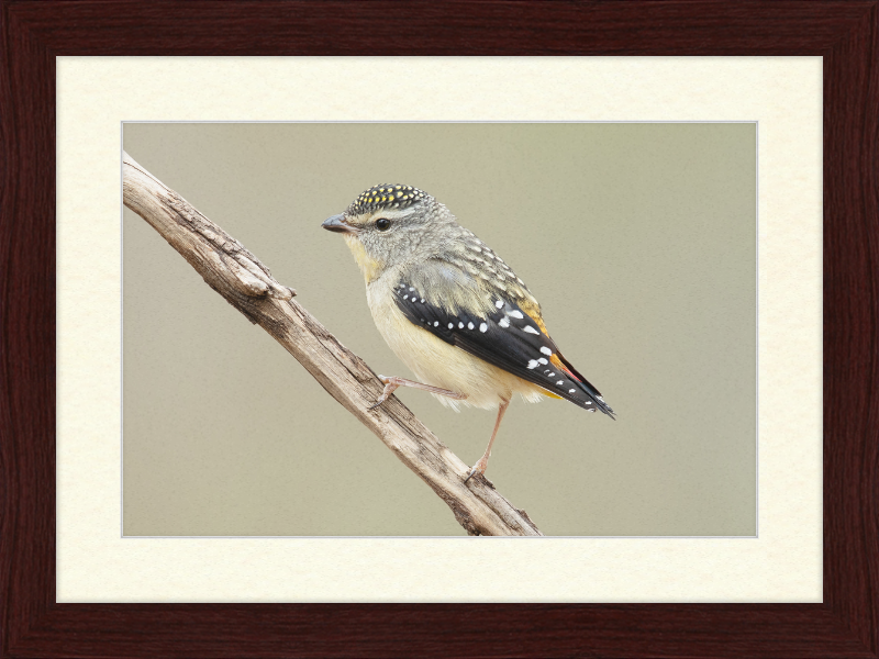 Pardalotus Punctatus - Glen Davis - Great Pictures Framed