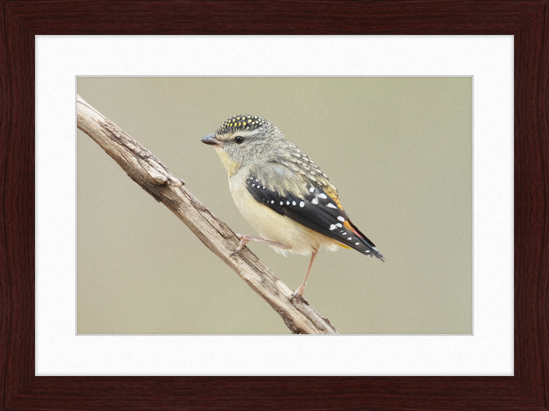 Pardalotus Punctatus - Glen Davis - Great Pictures Framed