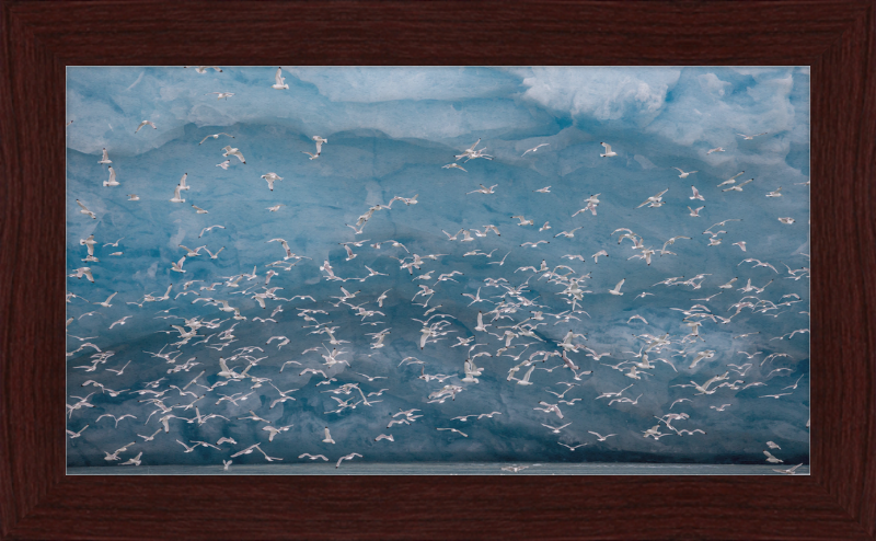 Kittywakes (Rissa Tridactyla) Hunting Fish at a Glacier on Svalbard - Great Pictures Framed