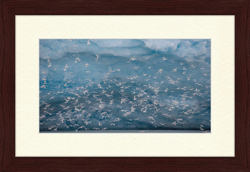 Kittywakes (Rissa Tridactyla) Hunting Fish at a Glacier on Svalbard - Great Pictures Framed