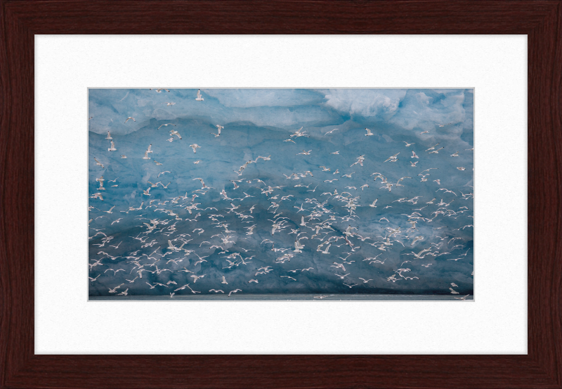 Kittywakes (Rissa Tridactyla) Hunting Fish at a Glacier on Svalbard - Great Pictures Framed
