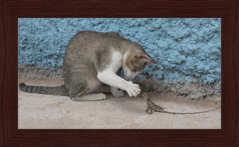The Cat and the Lizard - Great Pictures Framed