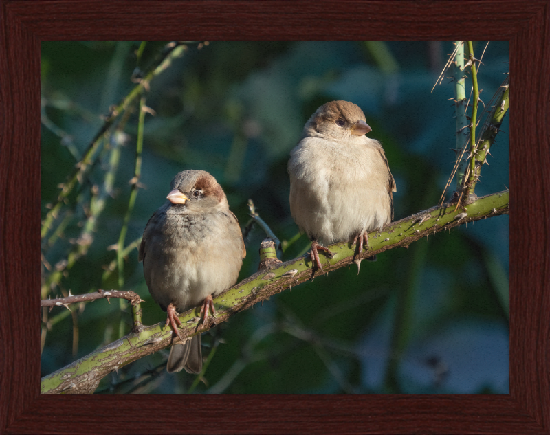 House Sparrows - Great Pictures Framed