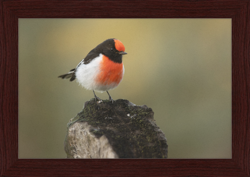 Red-capped Robin - Bimbi - Great Pictures Framed