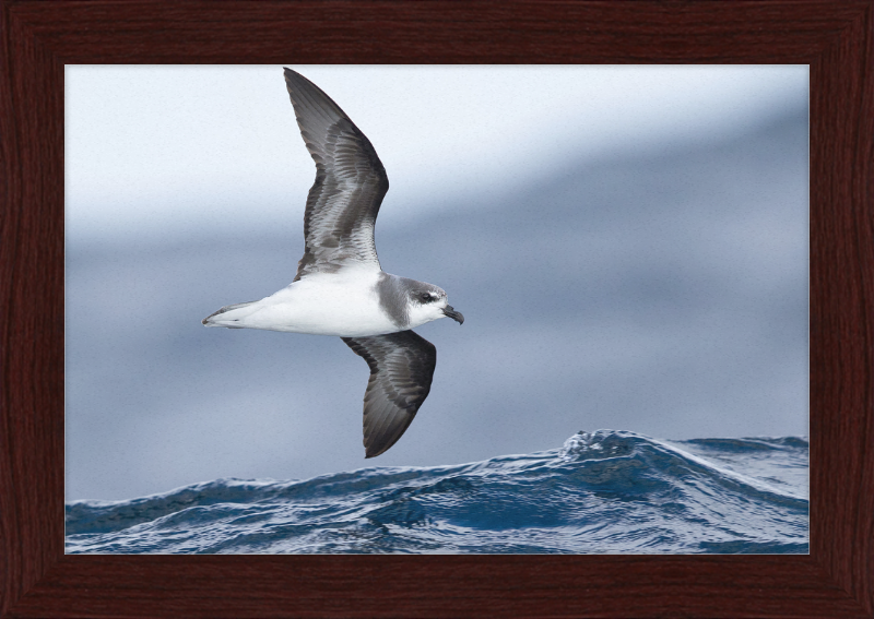Pterodroma mollis - Tasmania - Great Pictures Framed