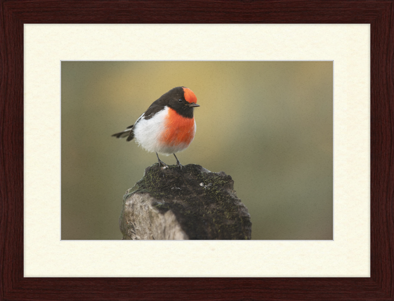 Red-capped Robin - Bimbi - Great Pictures Framed