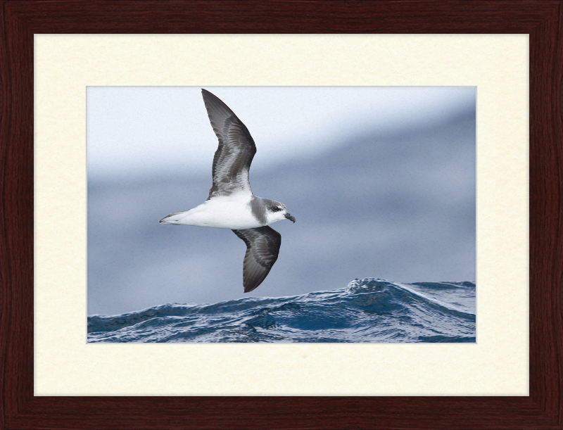 Pterodroma mollis - Tasmania - Great Pictures Framed