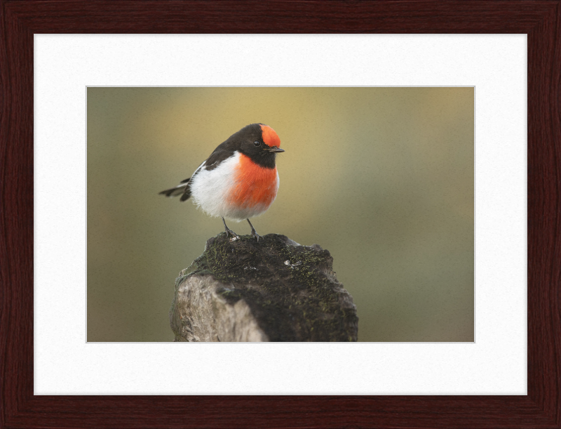 Red-capped Robin - Bimbi - Great Pictures Framed