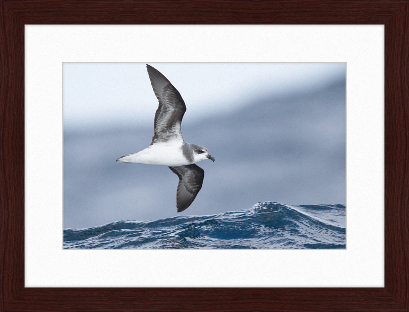 Pterodroma mollis - Tasmania - Great Pictures Framed