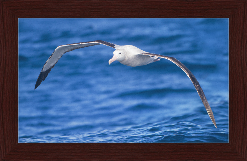 Diomedea Exulans in flight - SE Tasmania - Great Pictures Framed