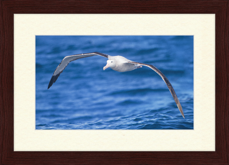 Diomedea Exulans in flight - SE Tasmania - Great Pictures Framed