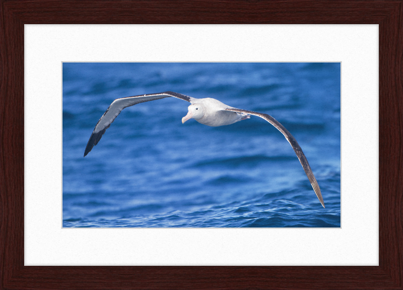 Diomedea Exulans in flight - SE Tasmania - Great Pictures Framed