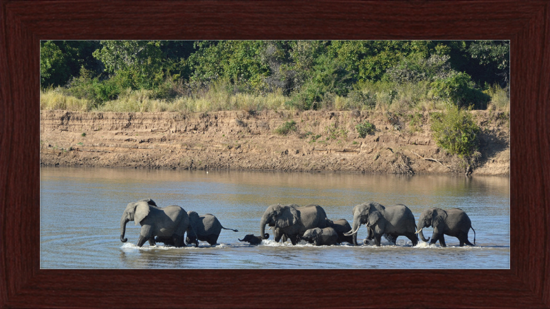 Loxodonta africana South Luangwa National Park (1) - Great Pictures Framed
