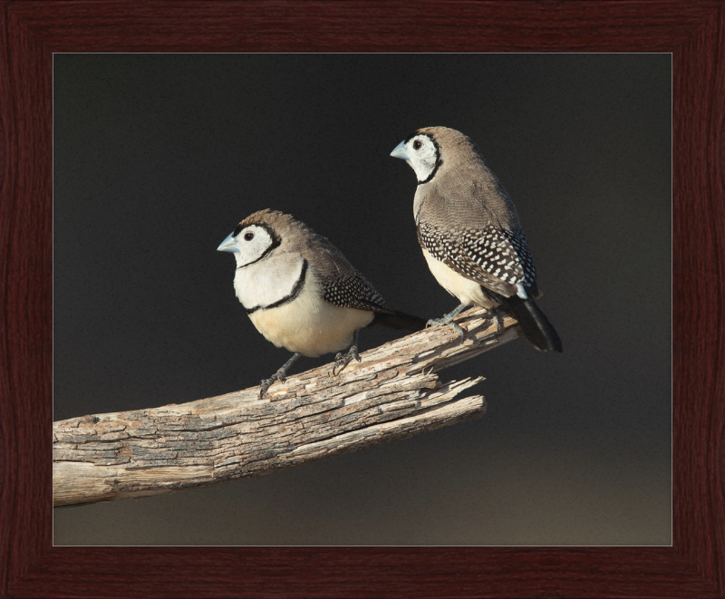 Taeniopygia bichenovii - Glen Alice - Great Pictures Framed