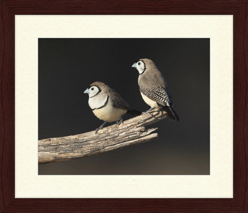 Taeniopygia bichenovii - Glen Alice - Great Pictures Framed