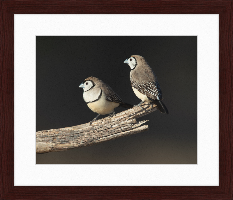 Taeniopygia bichenovii - Glen Alice - Great Pictures Framed