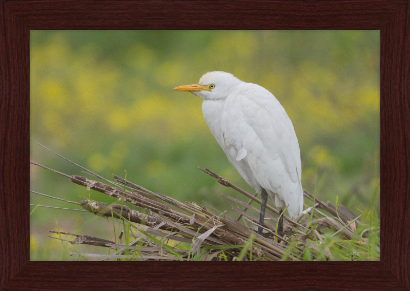 Cattle Egret on a Lake South of Tunis - Great Pictures Framed