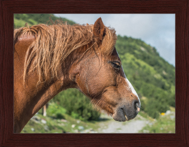 Galtar - Pferdekopf - Great Pictures Framed