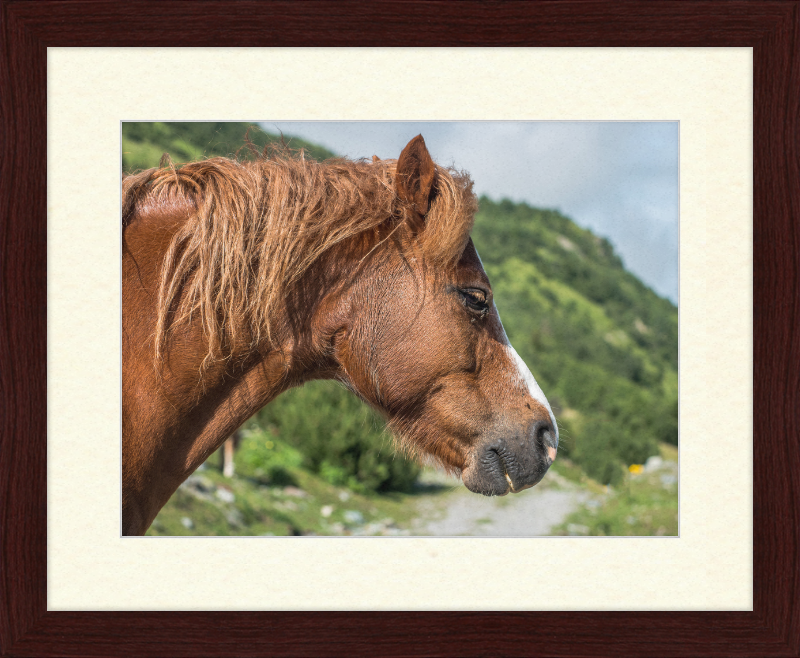 Galtar - Pferdekopf - Great Pictures Framed