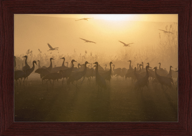 Cranes at Agamon HaHula - Great Pictures Framed