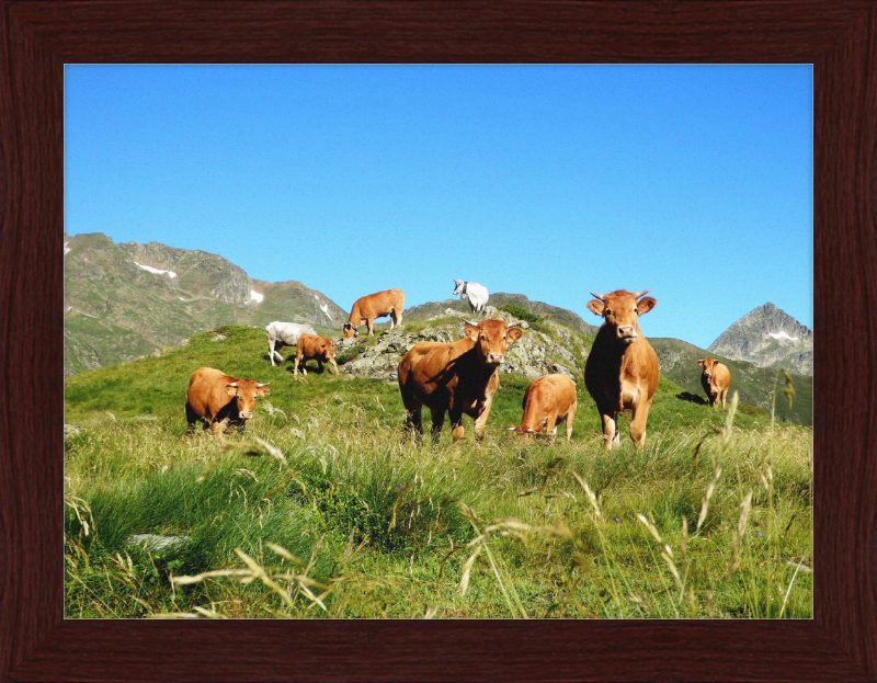 Ariege's Cows - Great Pictures Framed