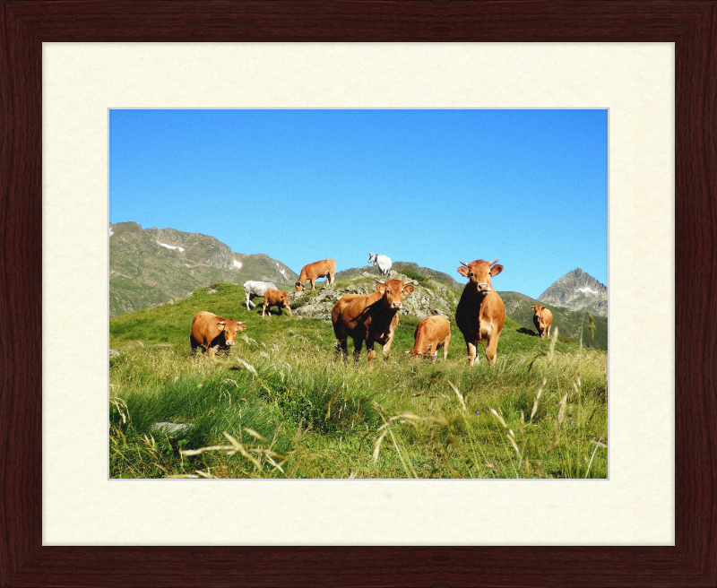 Ariege's Cows - Great Pictures Framed