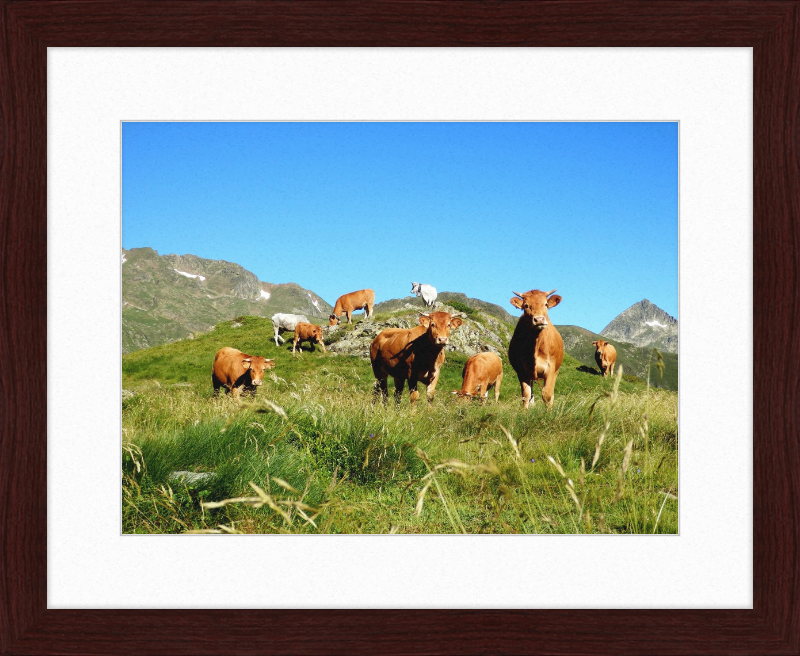 Ariege's Cows - Great Pictures Framed