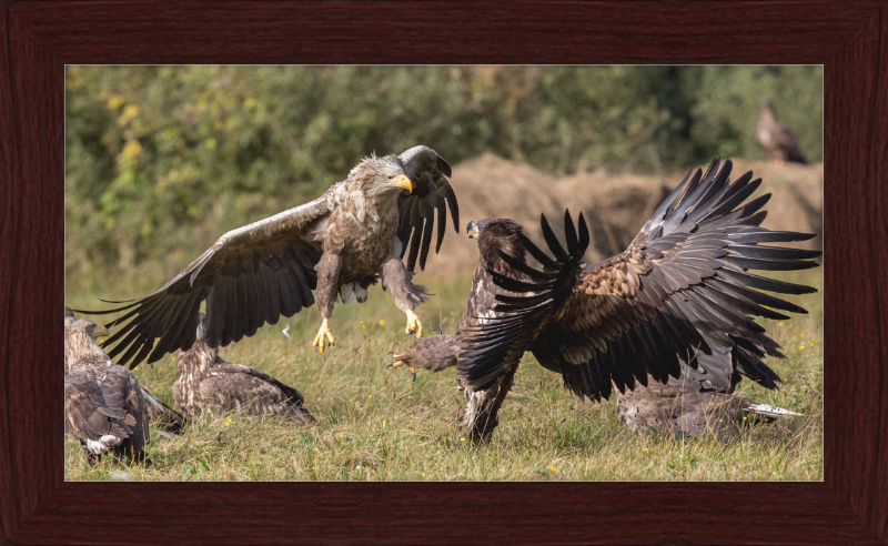 Fighting White-Tailed Eagles - Great Pictures Framed