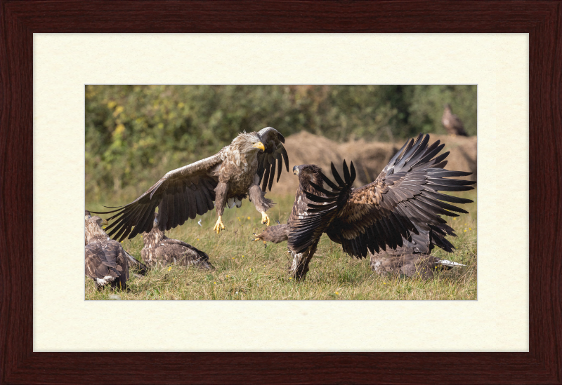 Fighting White-Tailed Eagles - Great Pictures Framed