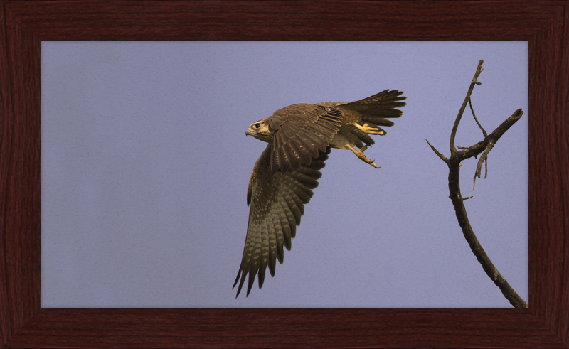 Laggar Falcon in Flight - Great Pictures Framed